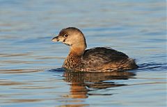 Pied-billed Grebe